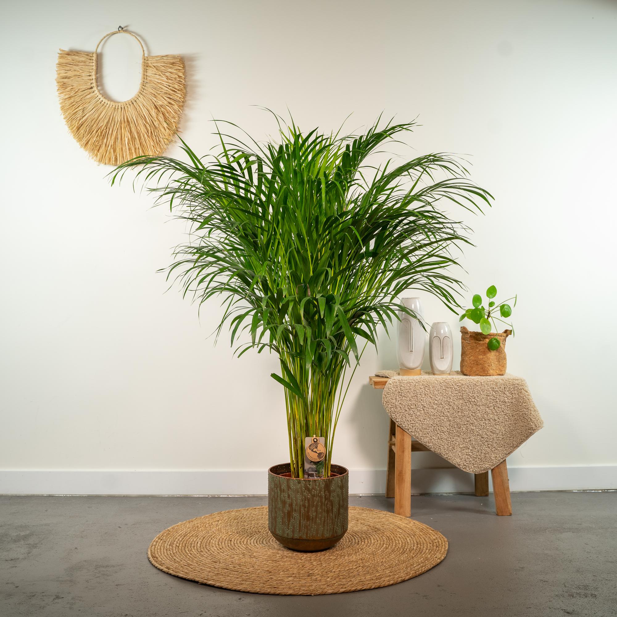 Areca-Palme – Ø 21 cm – ↕ 110 cm