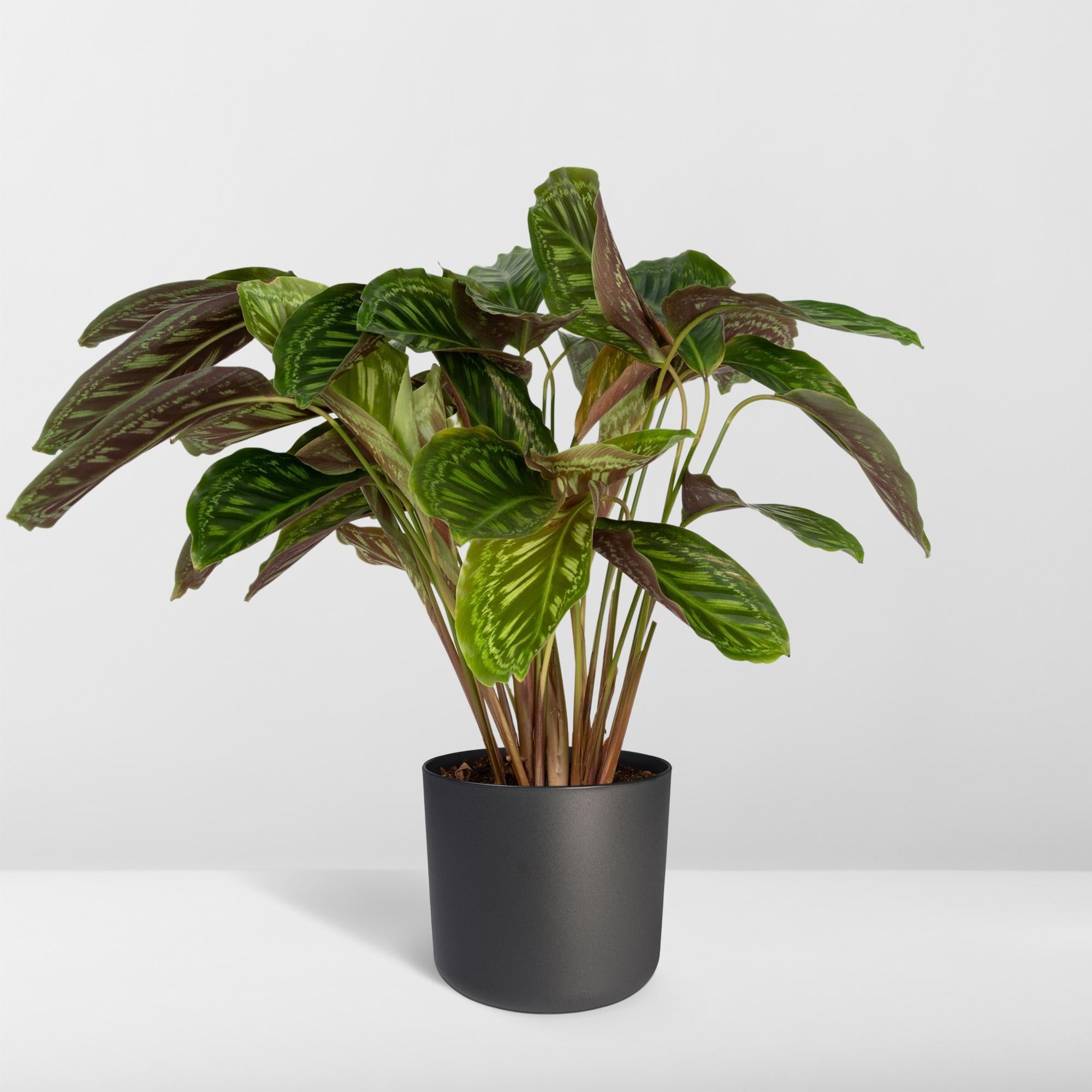 Calathea Flamestar – Pfauenblume – Ø 19 cm – ↕ 75 cm