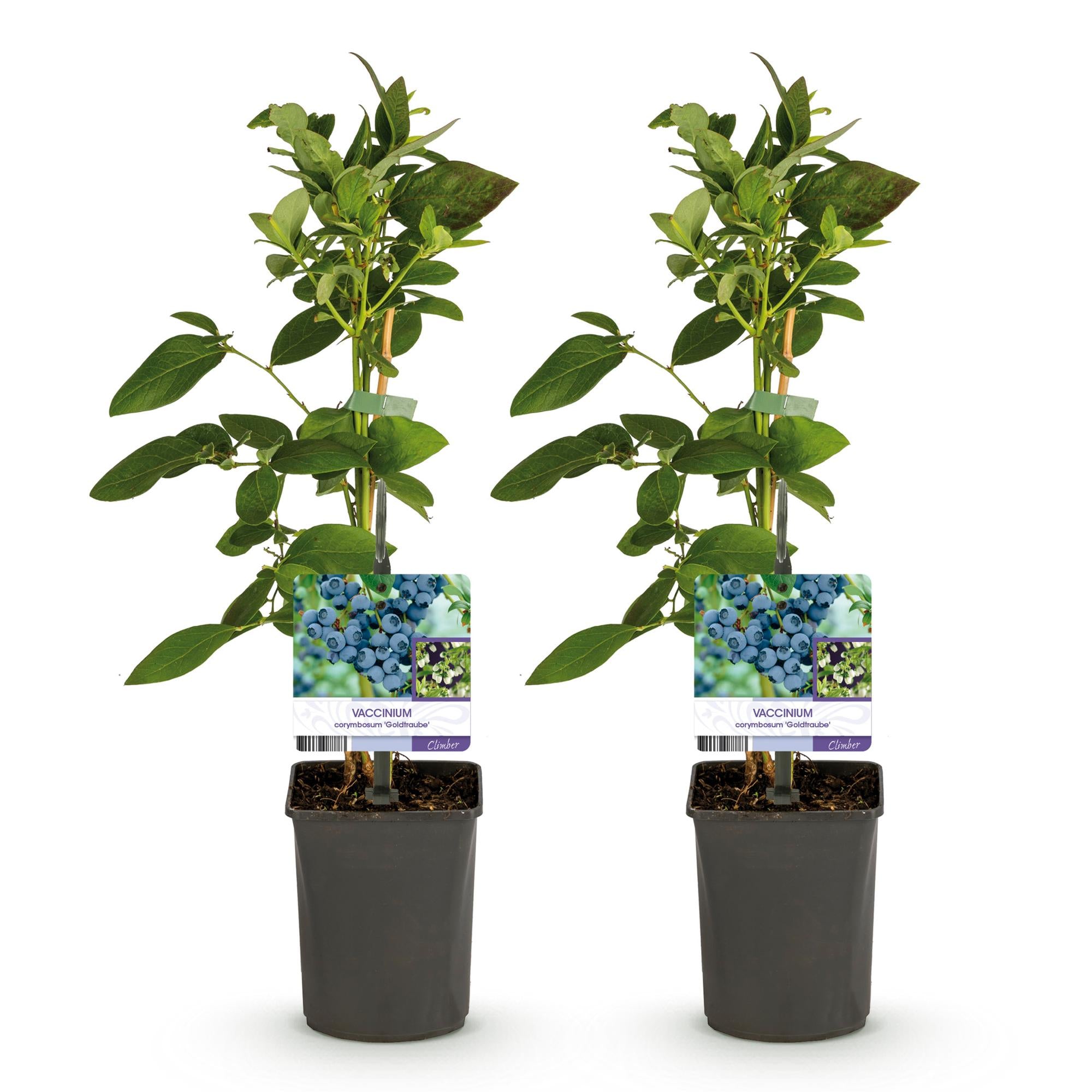 Bosbes -  Vaccinium corymbosum Goldtraube -  Blauwe bes - Doornloos - 2 planten -  Pot 11cm Hoogte 40cm