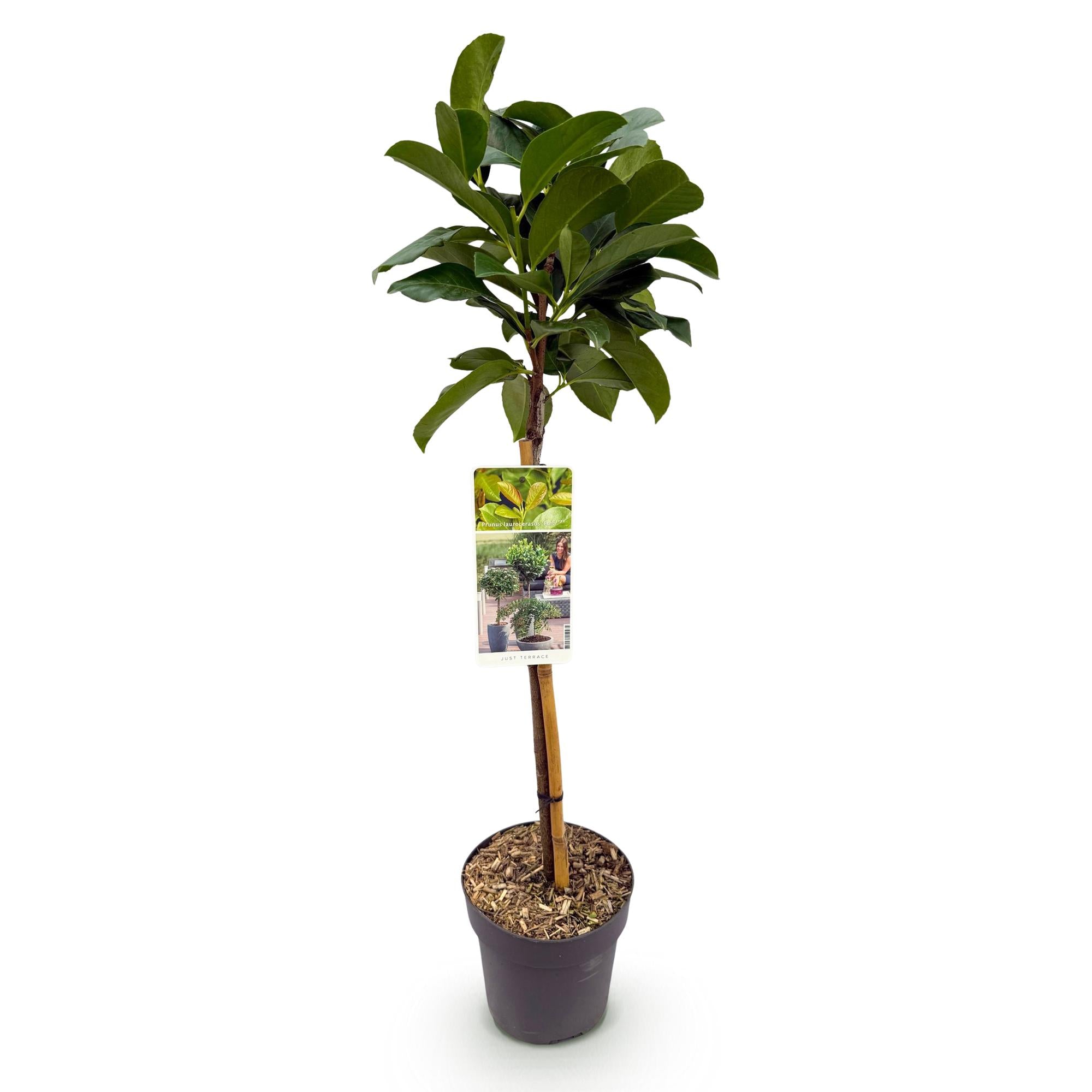 Prunus lauroverasus Etna® - Terras Plant - Bladhoudend - Winterhard - Groen Blad - Pot 19cm Hoogte 90cm