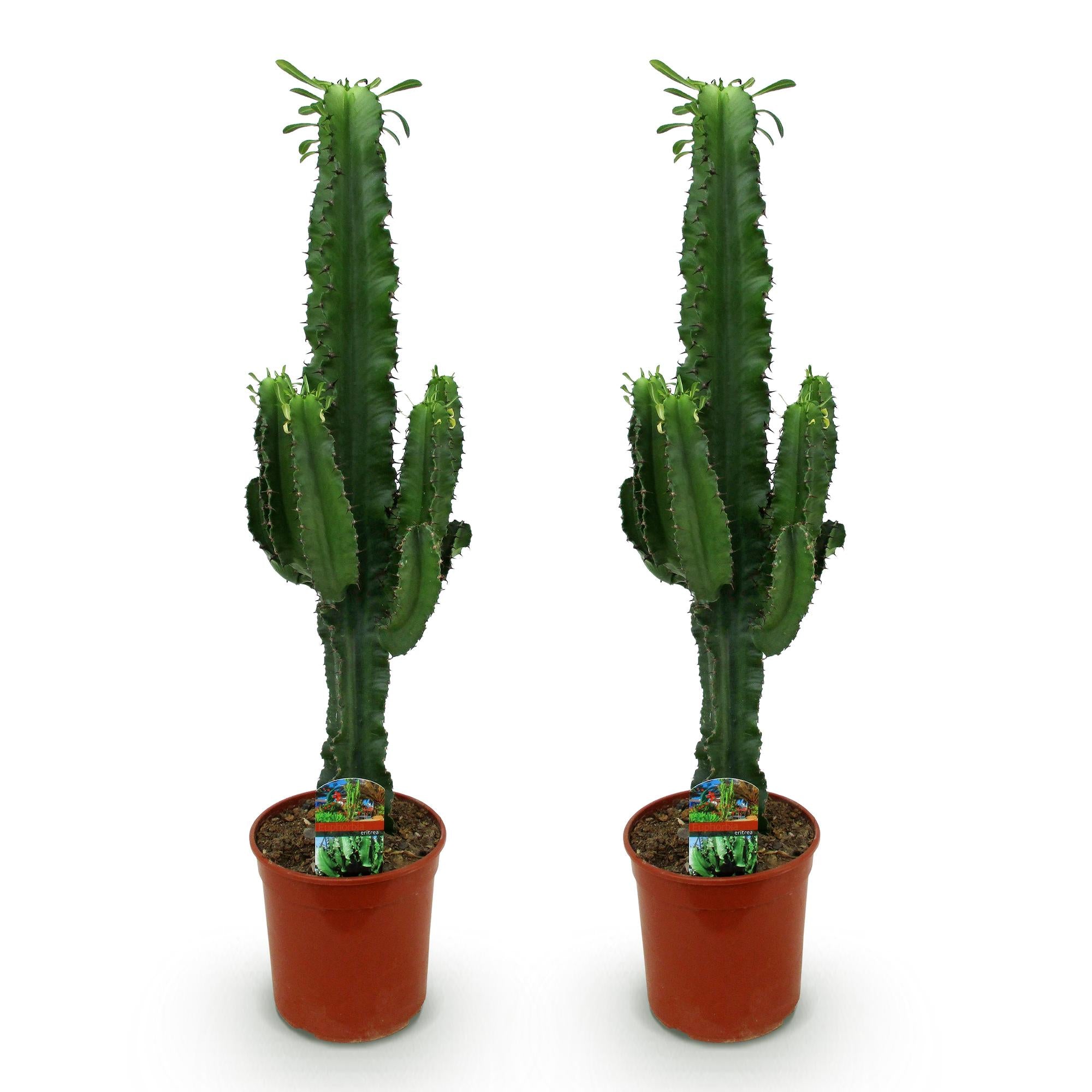 Euphorbia eritrea - Afrikaanse melkboom - Weinig onderhoud - Groen - 2 - Pot 19cm - Hoogte 70cm
