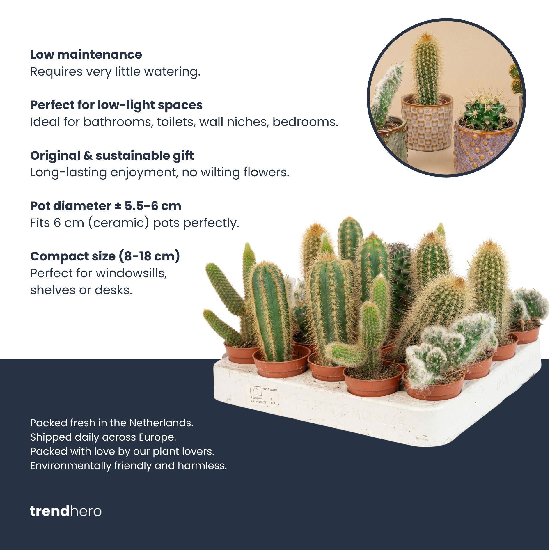 Cactus Set van 12 - ↑ 8–12 cm