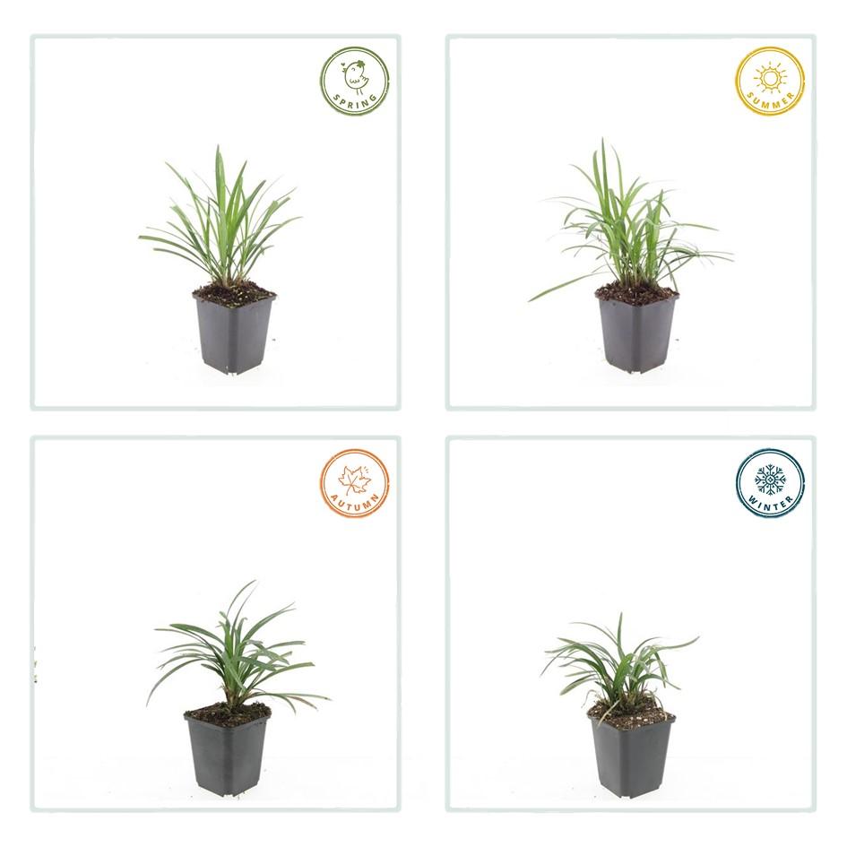 6x Liriope muscari 'Monroe White' - ↕10-25cm - Ø9cm