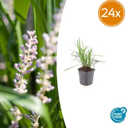 24 Liriope muscari 'Monroe White' - ↕10-25cm - Ø9cm