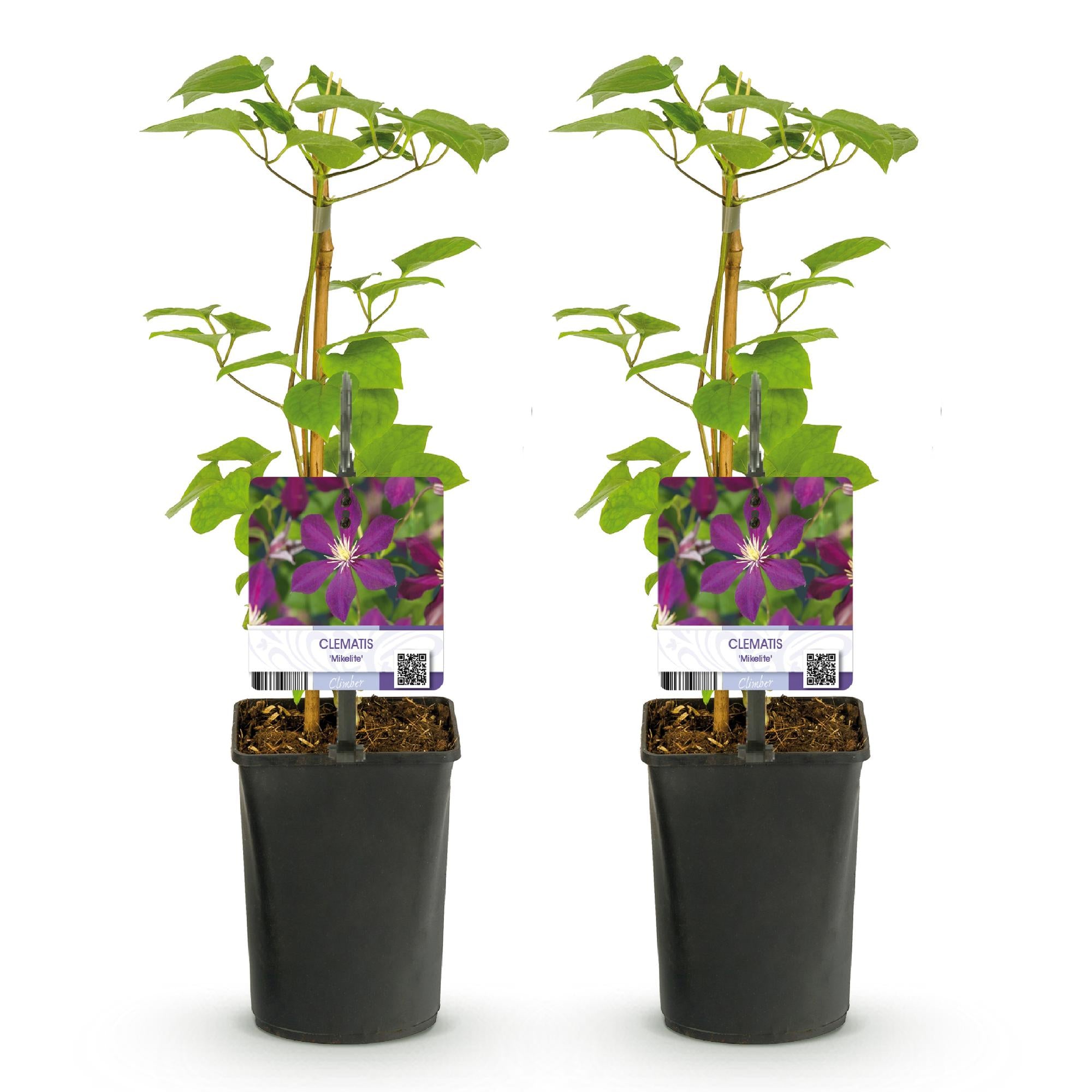 Clematis Mikelite - Bloem Paars - Weinig onderhoud -2 planten -  Pot 11cm Hoogte 40cm