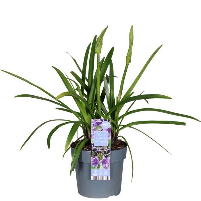Agapanto 'Poppin Purple' - Ø19 cm - ↕30 cm