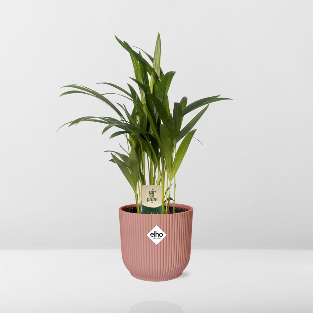 Dypsis lutescens (Areca) 12 cm en ELHO Vibes Fold 14 cm rose