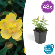 48x Hipérico calycinum - ↕10-25cm - Ø9cm