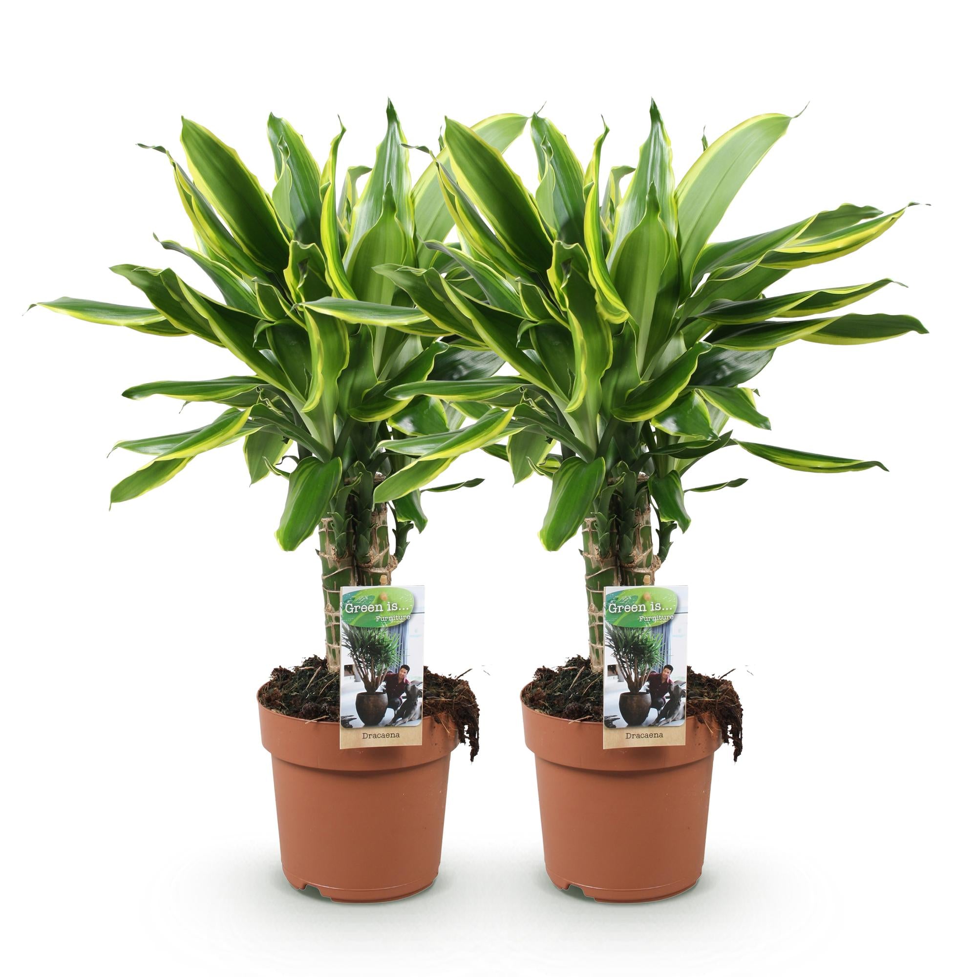 Dracaena fragrans Golden Coast - Drakenbloedboom - Weinig onderhoud - Groen - 2 Planten - Pot 17cm - Hoogte 50-55cm