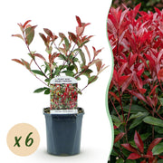 Photinia fraseri Carre Rouge - groen rood  - 6 planten - 1 strekkende meter - groenblijvend - pot 17cm hoogte 55cm