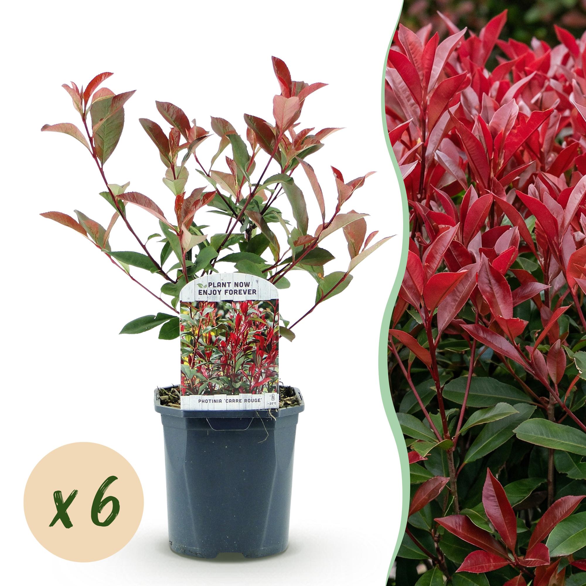 Photinia fraseri Carre Rouge - groen rood  - 6 planten - 1 strekkende meter - groenblijvend - pot 17cm hoogte 55cm