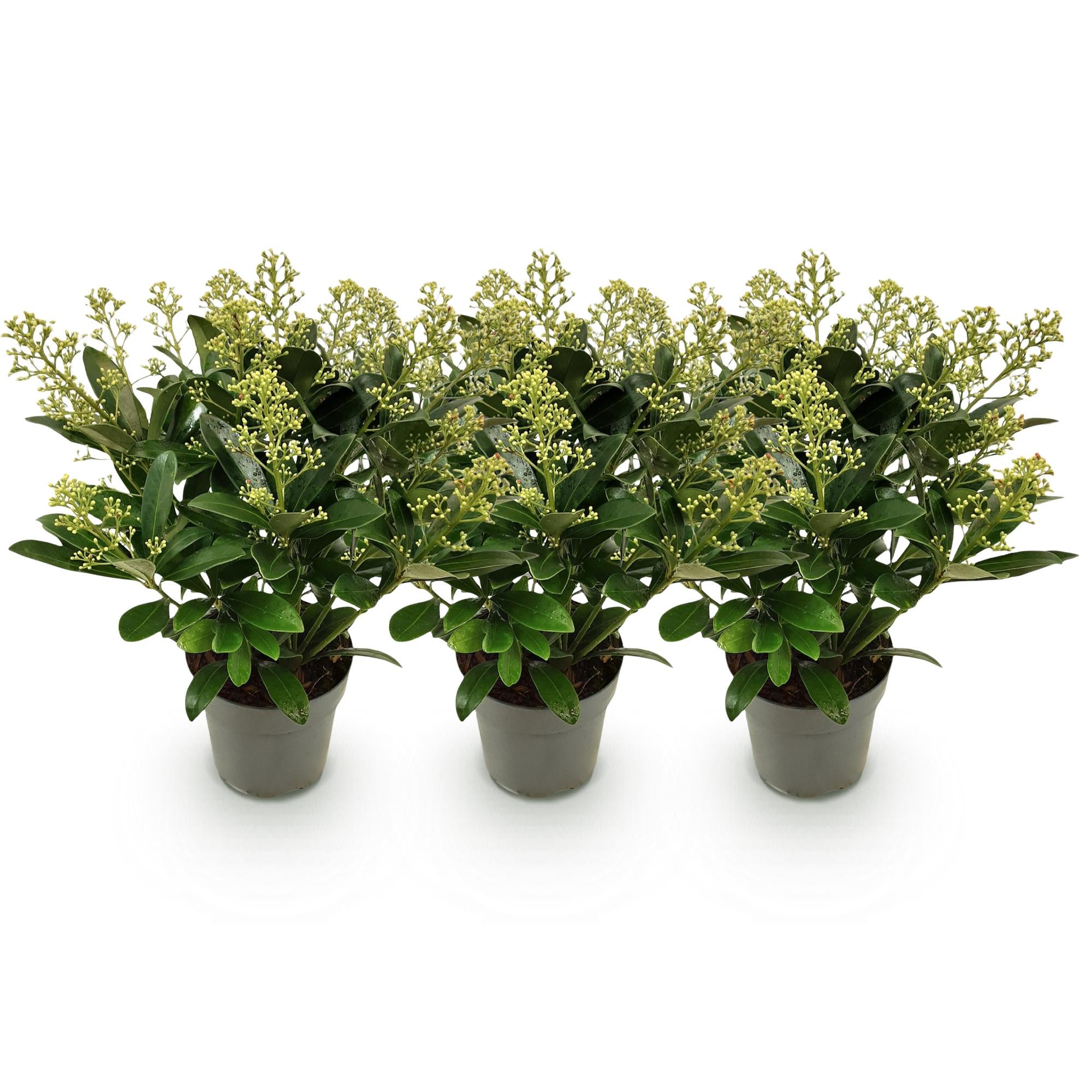 Skimmia japonica Finchy - Bloem Wit - 15+ Bloemen - 3 Planten - Winterhard - Pot 15cm Hoogte 30cm