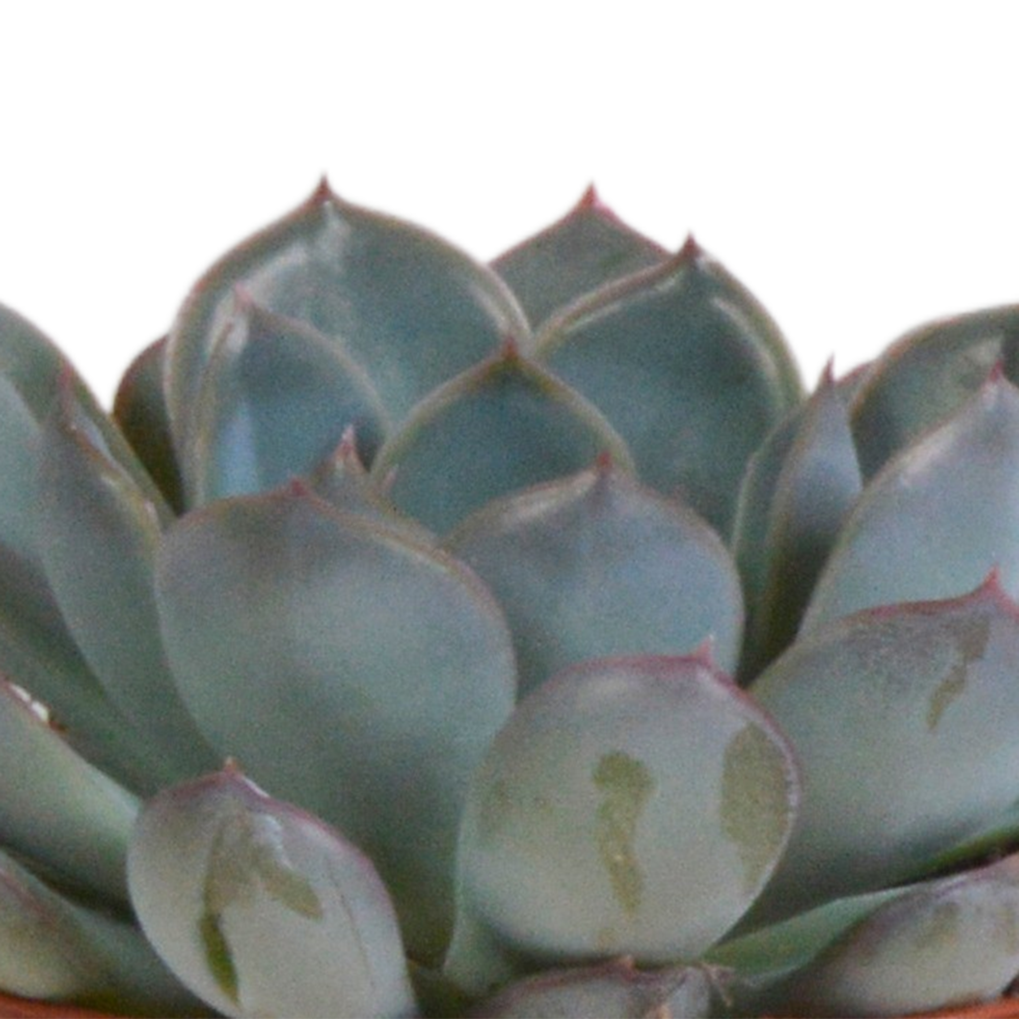 Echeveria-Mix, 8,5 cm – 3 Stück – im Terrakottatopf