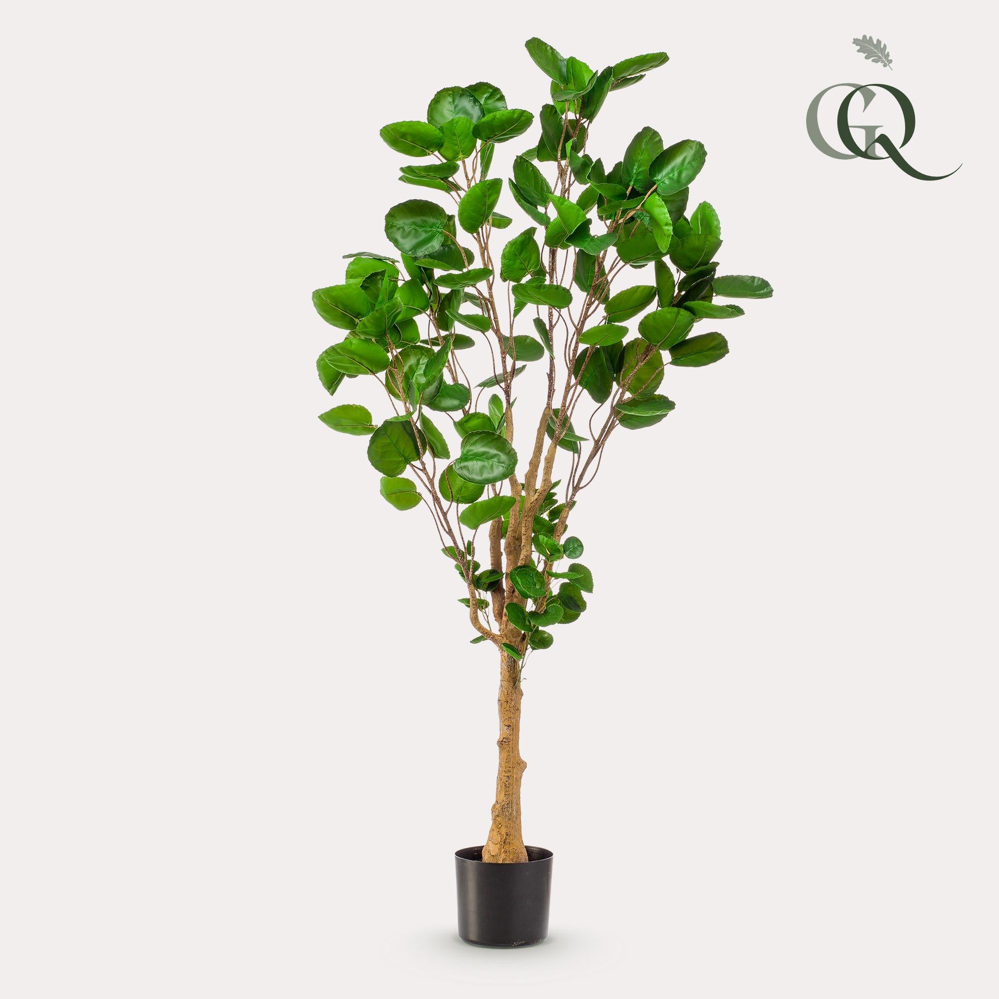 Pianta artificiale - Polyscias - Aralia - 150 cm