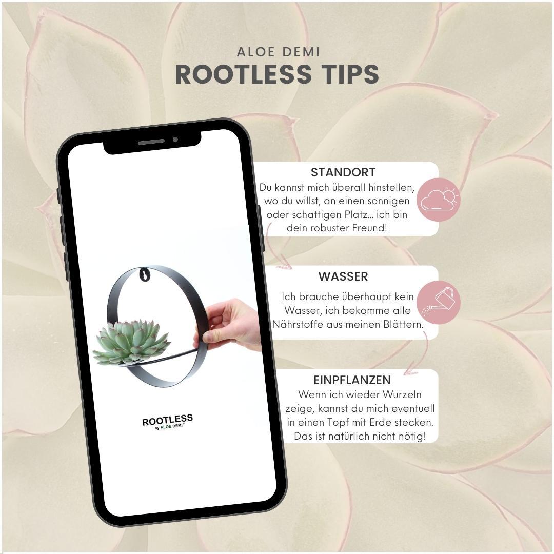 ROOTLESS Succulent Echeveria Pulidonis on Wall Decoration Stand Black Ø20 cm - ↕20 cm