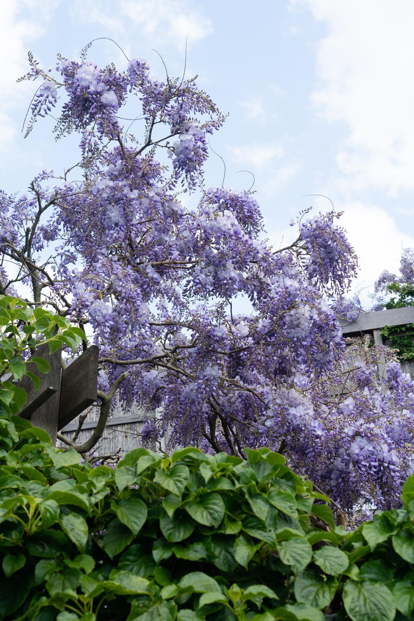 Wisteria sinensis 'Prolific' - Blue Rain - Ø15cm - ↕65cm
