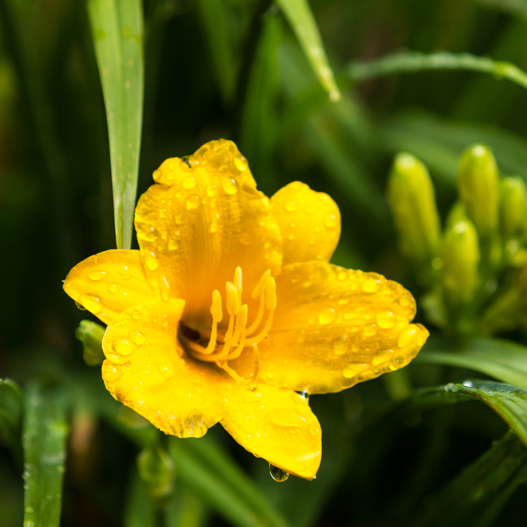 6x Hemerocallis 'Stella de Oro' - ↕10-25cm - Ø9cm