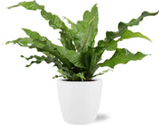 Microsorum Diversifolium - Ø17cm - ↕45cm + Vaso Bruxelles D18x17cm - Bianco