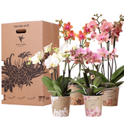 Kolibri Orchids - Surprise box mix - plant advantage box - surprise box with 4 different orchids 12cm - fresh from the grower
