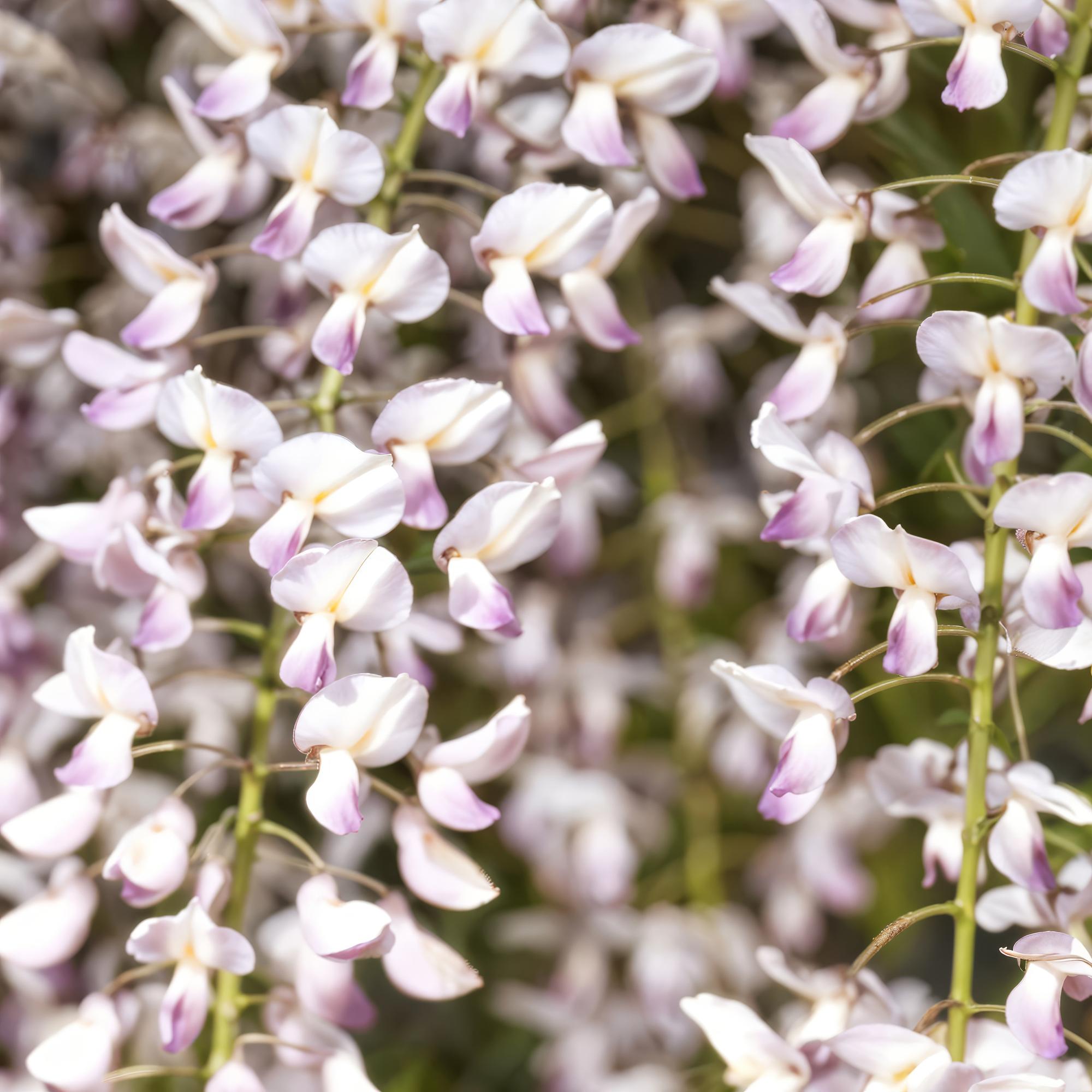 Green boutiQ – Wisteria floribunda Rosea – Rosa Blüte – 1 Pflanze – Topf 11 cm, Höhe 40 cm