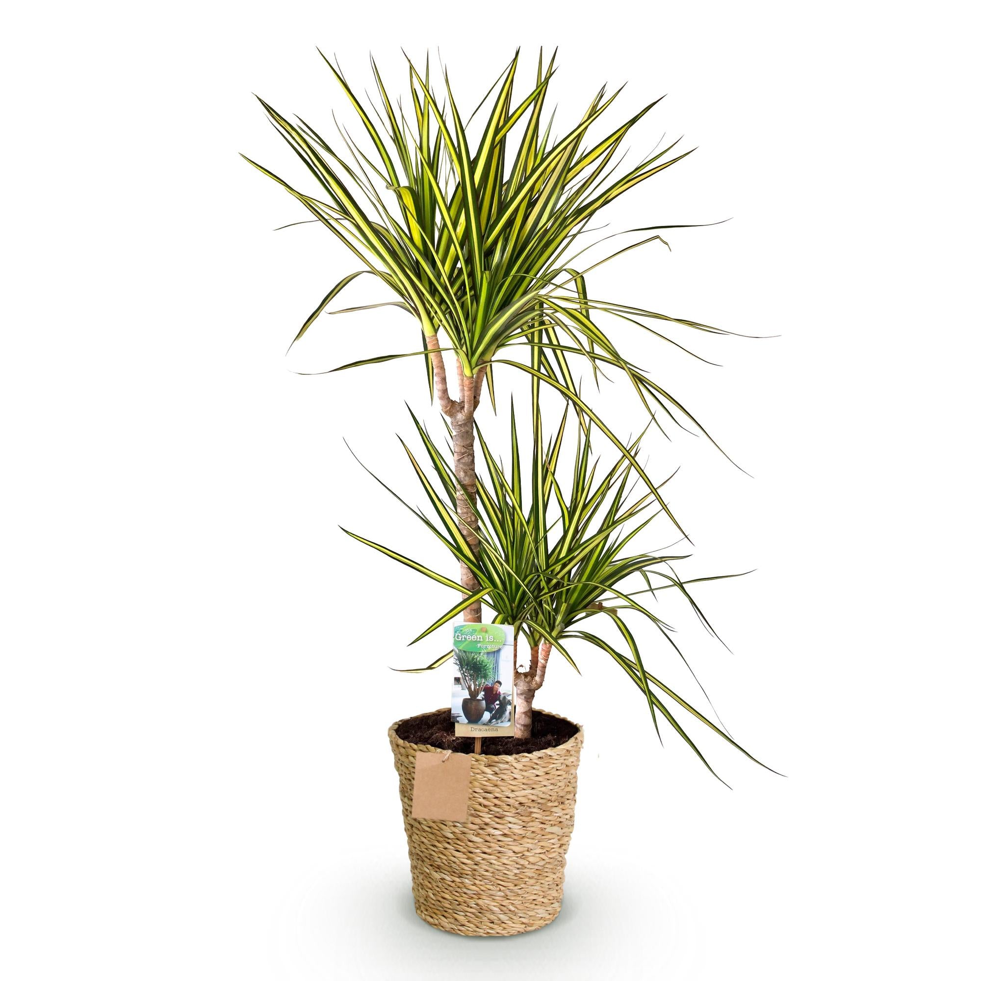 Dracaena Sunray - Drakenbloedboom - Weinig onderhoud - met mand - Groen - 1 Plant - Pot 21cm - Hoogte 90-100cm
