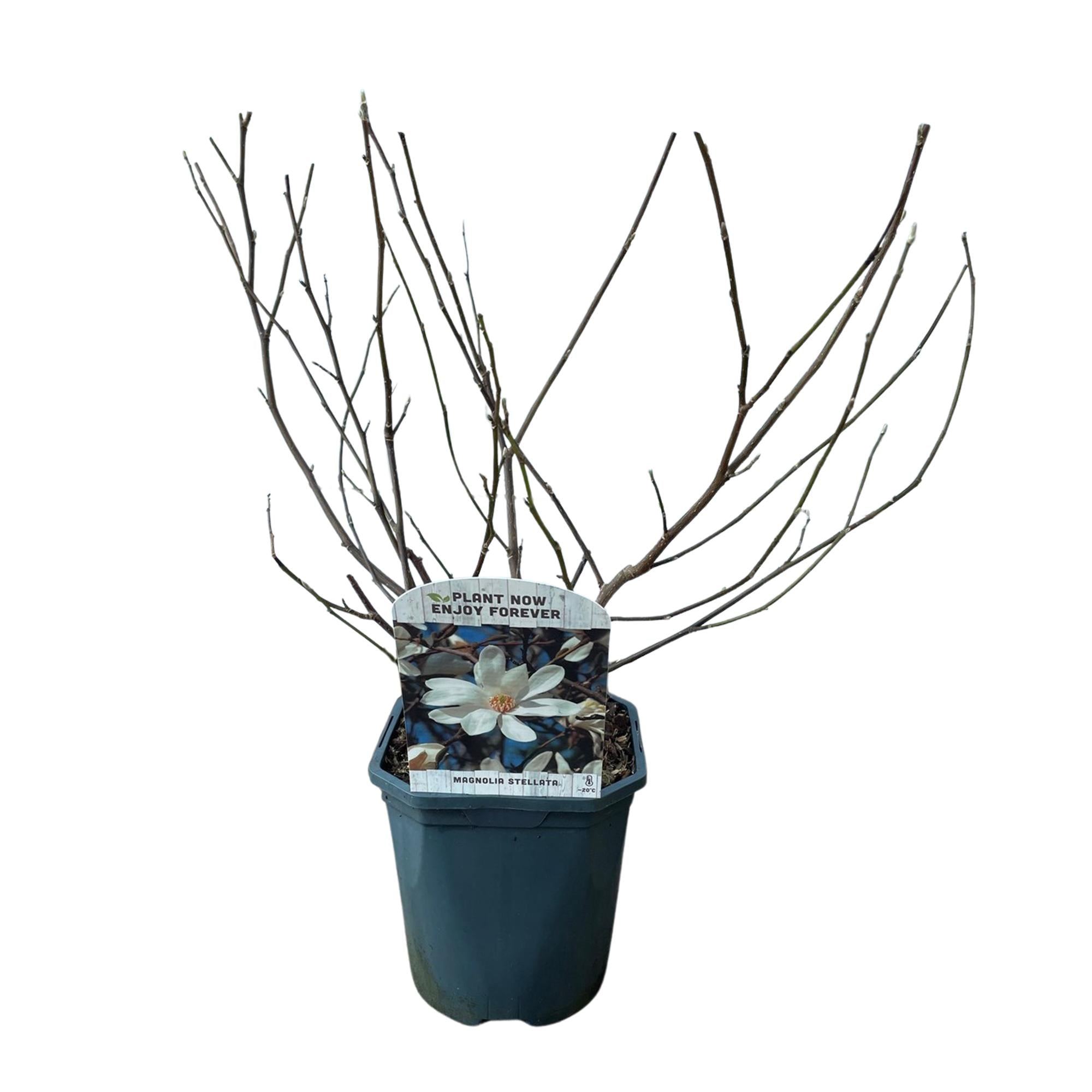 Magnolia Stellata  - Bloem Wit  - 1 Plant - Bladverliezend - Weinig Onderhoud - Pot 17cm Hoogte 45cm