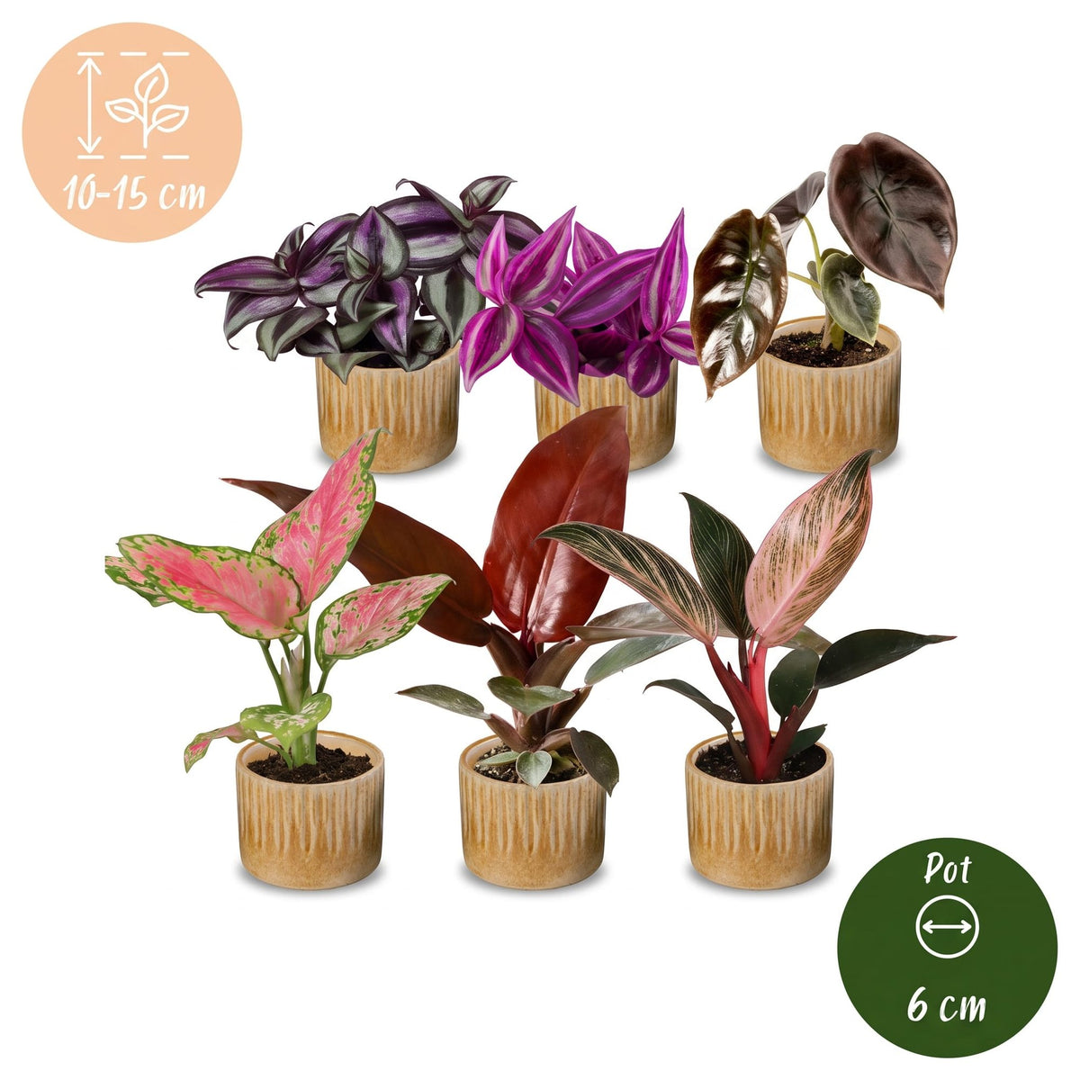 Baby Planten Paradise Mix - Diversen 6x - Tropisch - incl. Linnea Honey - Ø6cm - ↕10-15cm