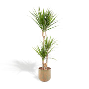 Dracena con vaso - ↨120cm - Ø21cm