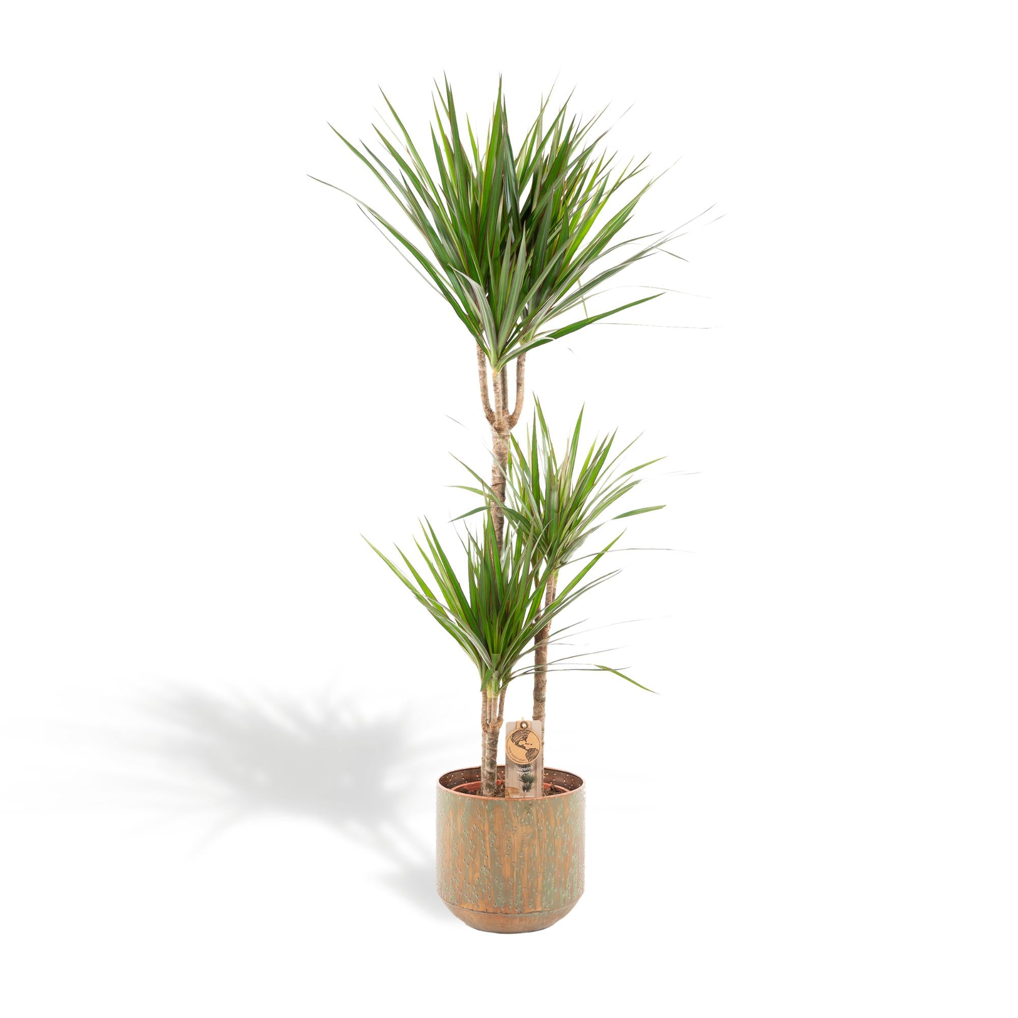 Dracena con vaso - ↨120cm - Ø21cm
