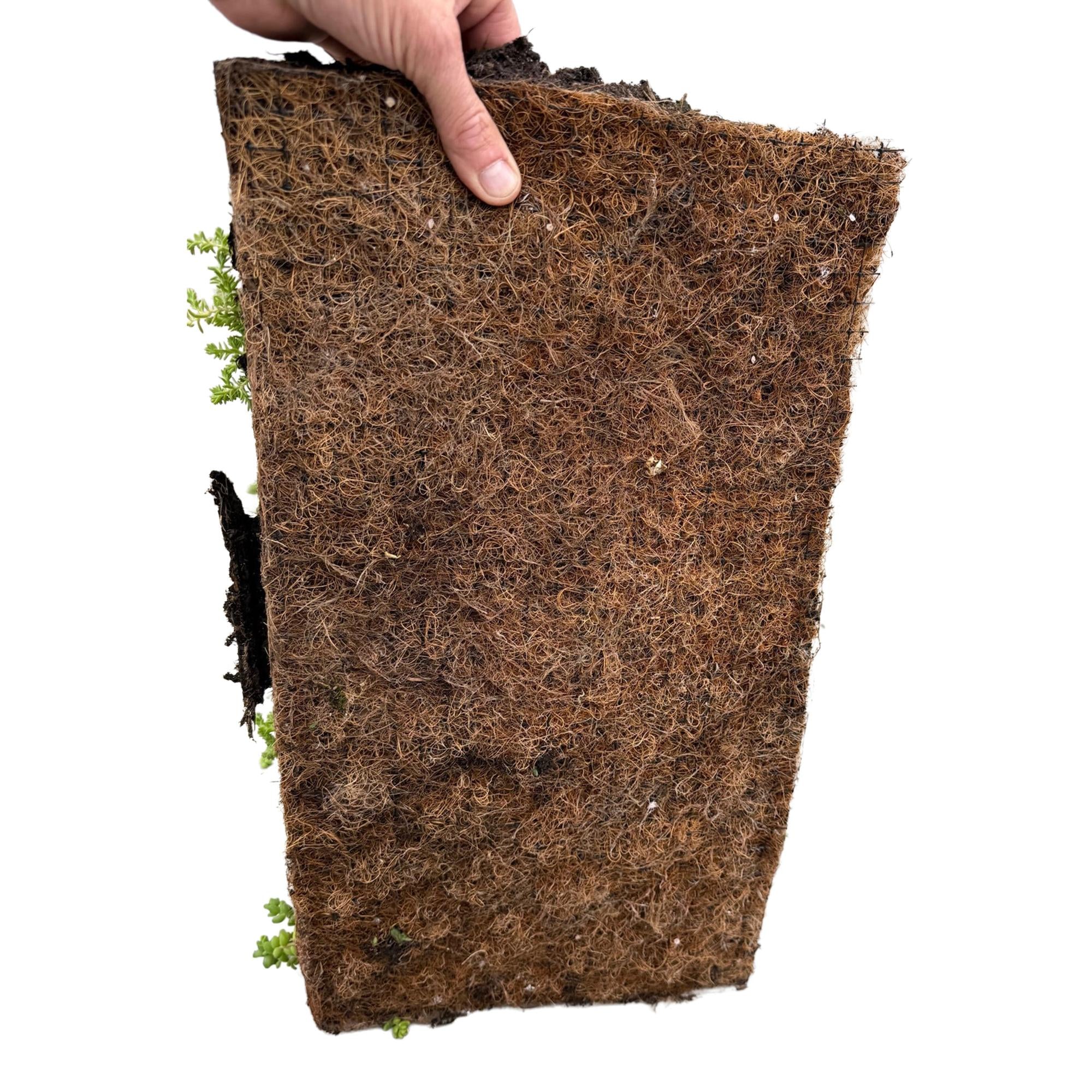 Sedum mat - Bestaat uit 10 soorten - X8 - Weinig Onderhoud - Lengte 50 Breedte 30