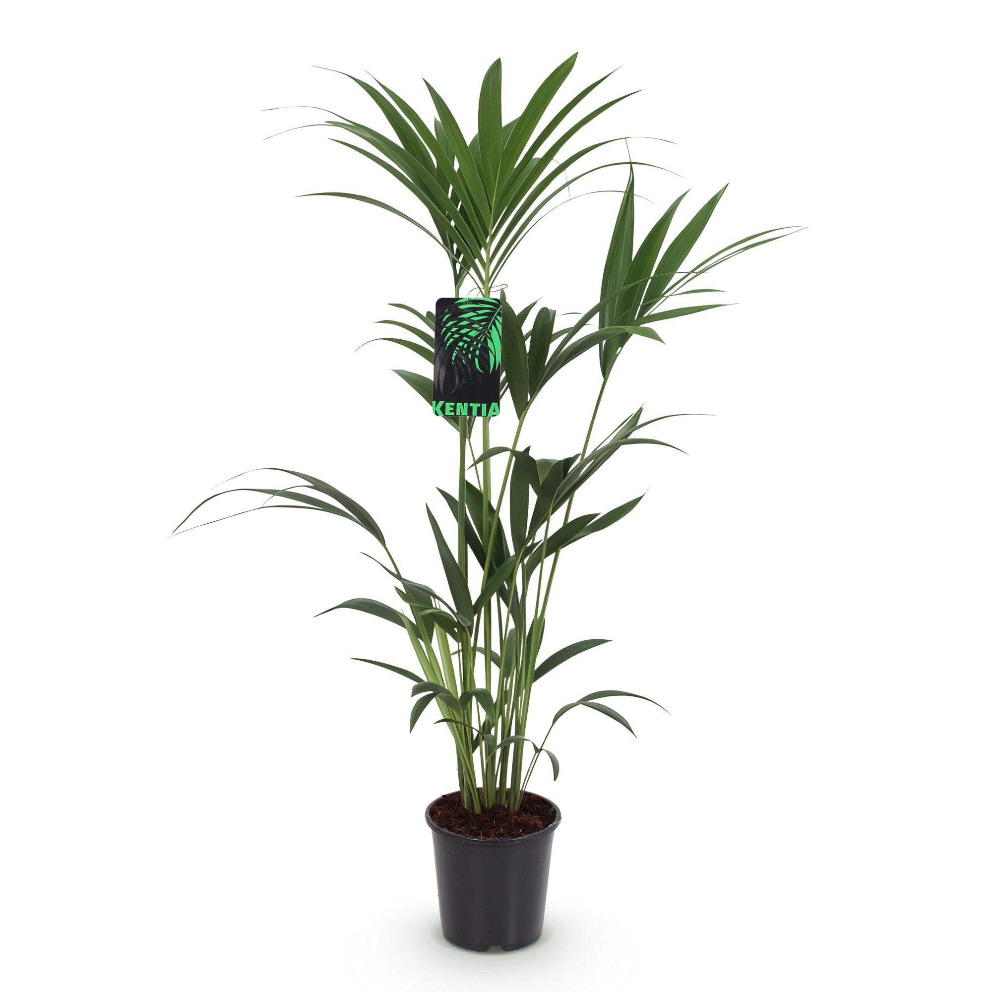 Howea Forsteriana - Kentia Palm - Weinig Onderhoud - Groen - 1 plant - Pot 21cm - Hoogte 120-130cm
