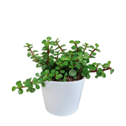 Portulacaria afra - in witte pot
