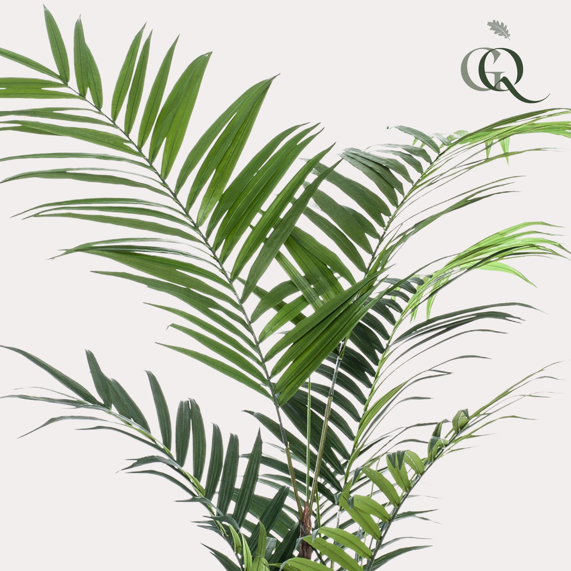 Pianta artificiale - Kentia - Palma Kentia - 210 cm
