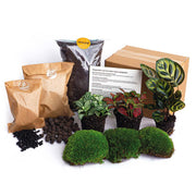 Plant terrarium kit - Calathea Makoyana - Refill & Starter Kit - DIY - Package 2