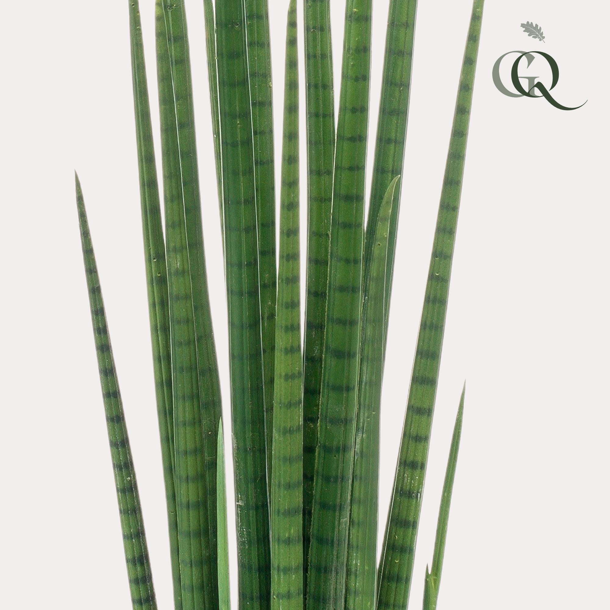 Pianta artificiale - Sanseveria Cylindrica - Lingua di suocera - 70 cm