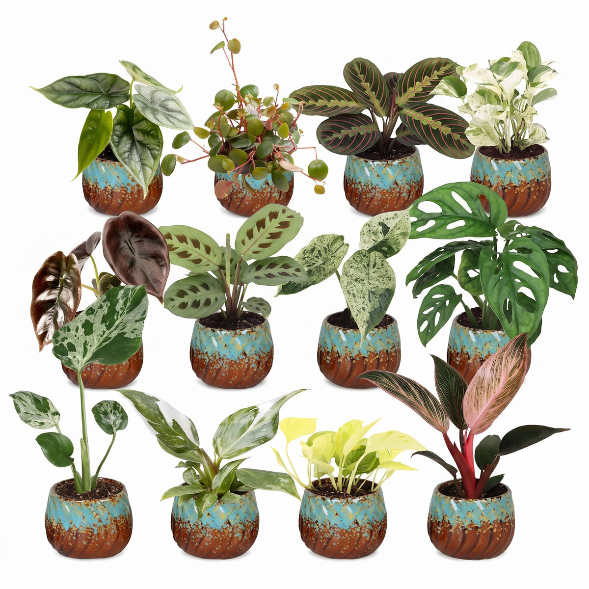 Baby Plants Surprise Box 12x - Verrassingsbox kleine planten - Diversen - Tropisch - incl. Copper Reef - Ø6cm - ↕5-15cm