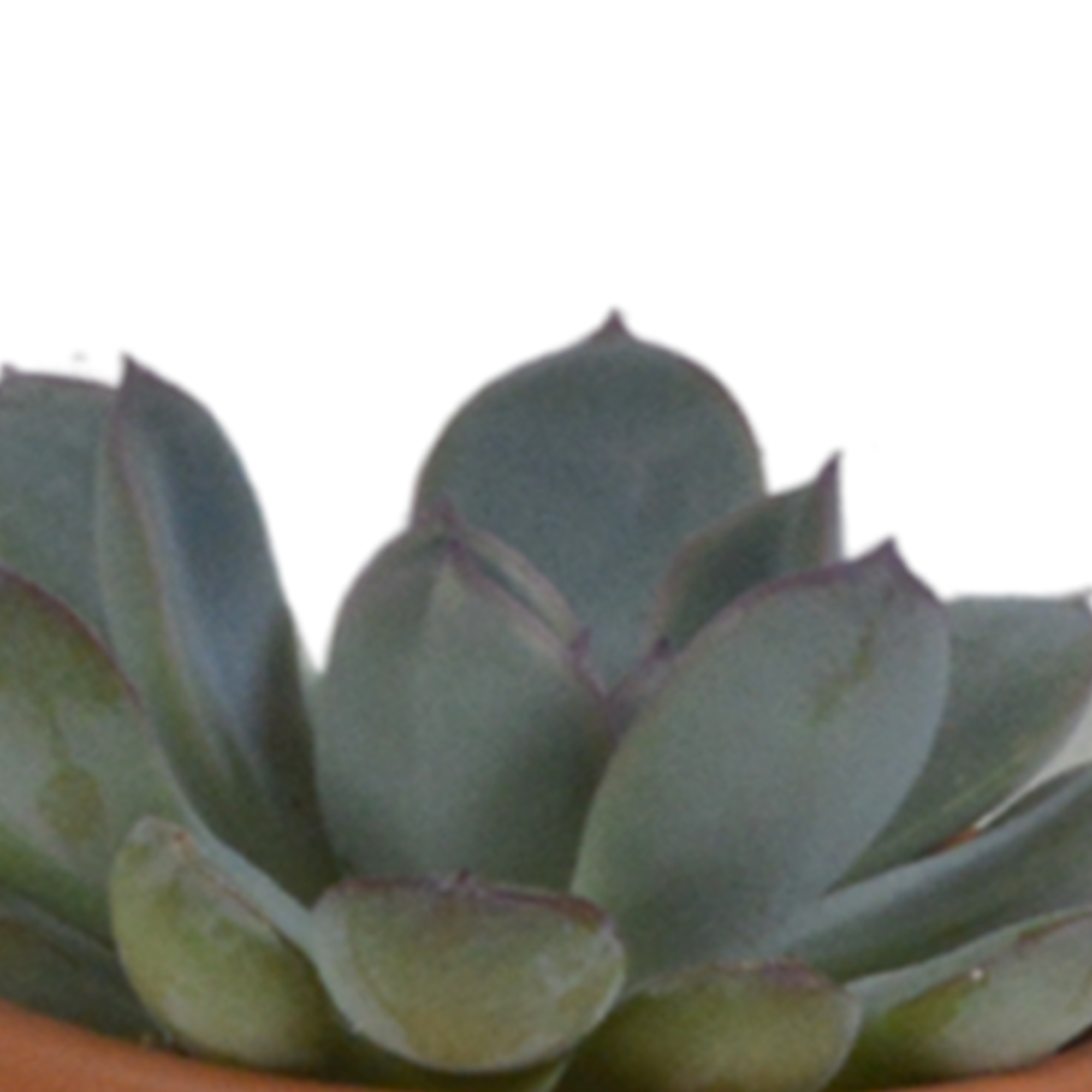 Succulent mix 5.5 cm - 5x - in terracotta pot
