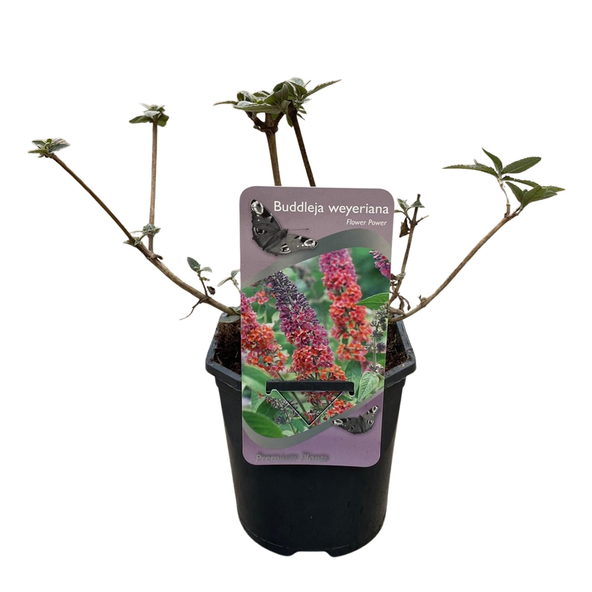 Green boutiQ – Schmetterlingsstrauch (Buddleja davidii Flower Power) – Blütenfarbe Orange-Lila – 3 Pflanzen – 1 m² – Laubabwerfend – Schmetterlingsfreundlich – Topf: 17 cm, Höhe: 30 cm