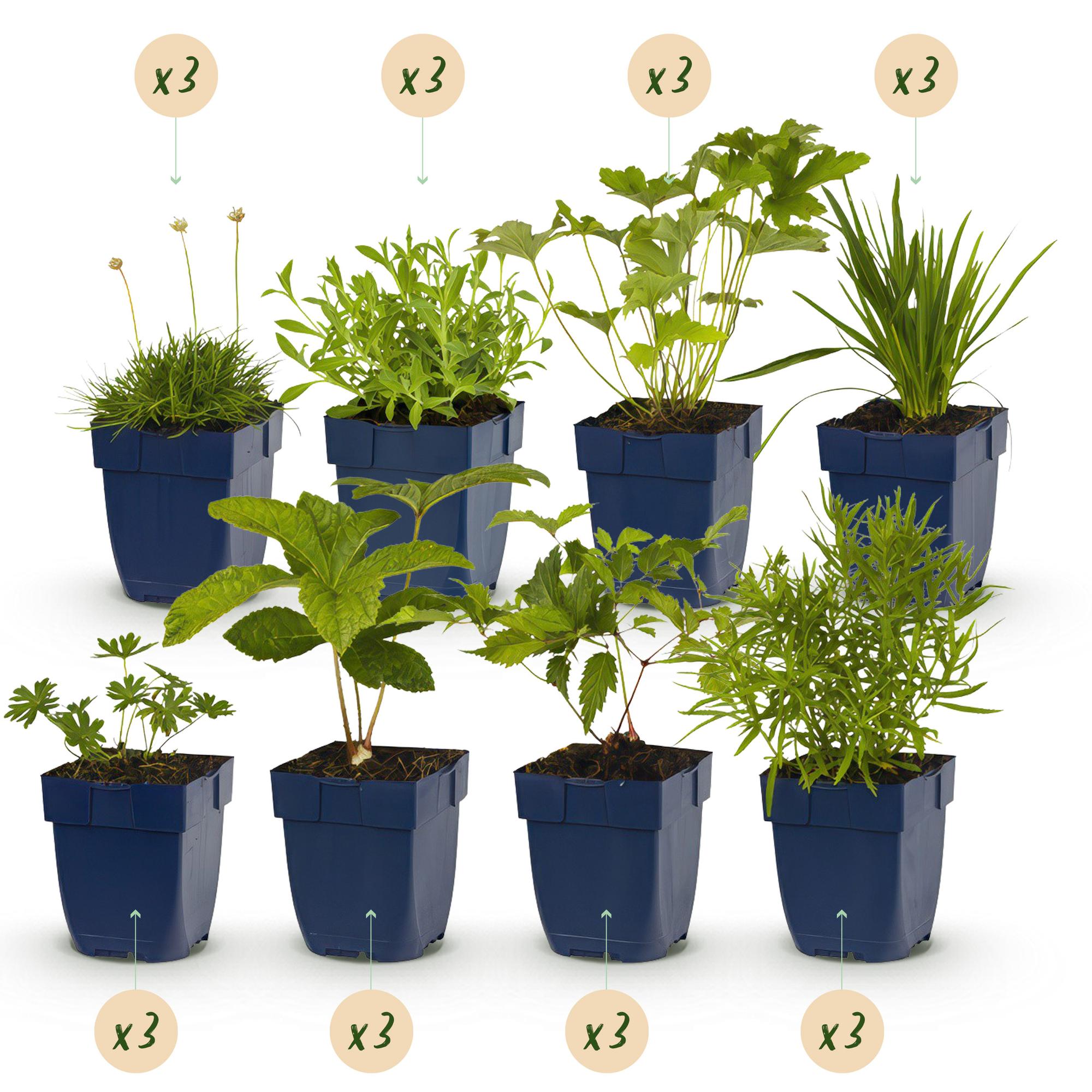 Green boutiQ – Beet-Set – Weiß – 24 Stauden – 3 m² – Verschiedene Farben – Pflegeleicht – 11-cm-Topf