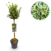 Euonymus fortunei Emerald Gaiety -Terras Plant - Bladhoudend - Winterhard - Groen-Grijs Blad - Pot 19cm Hoogte 90cm