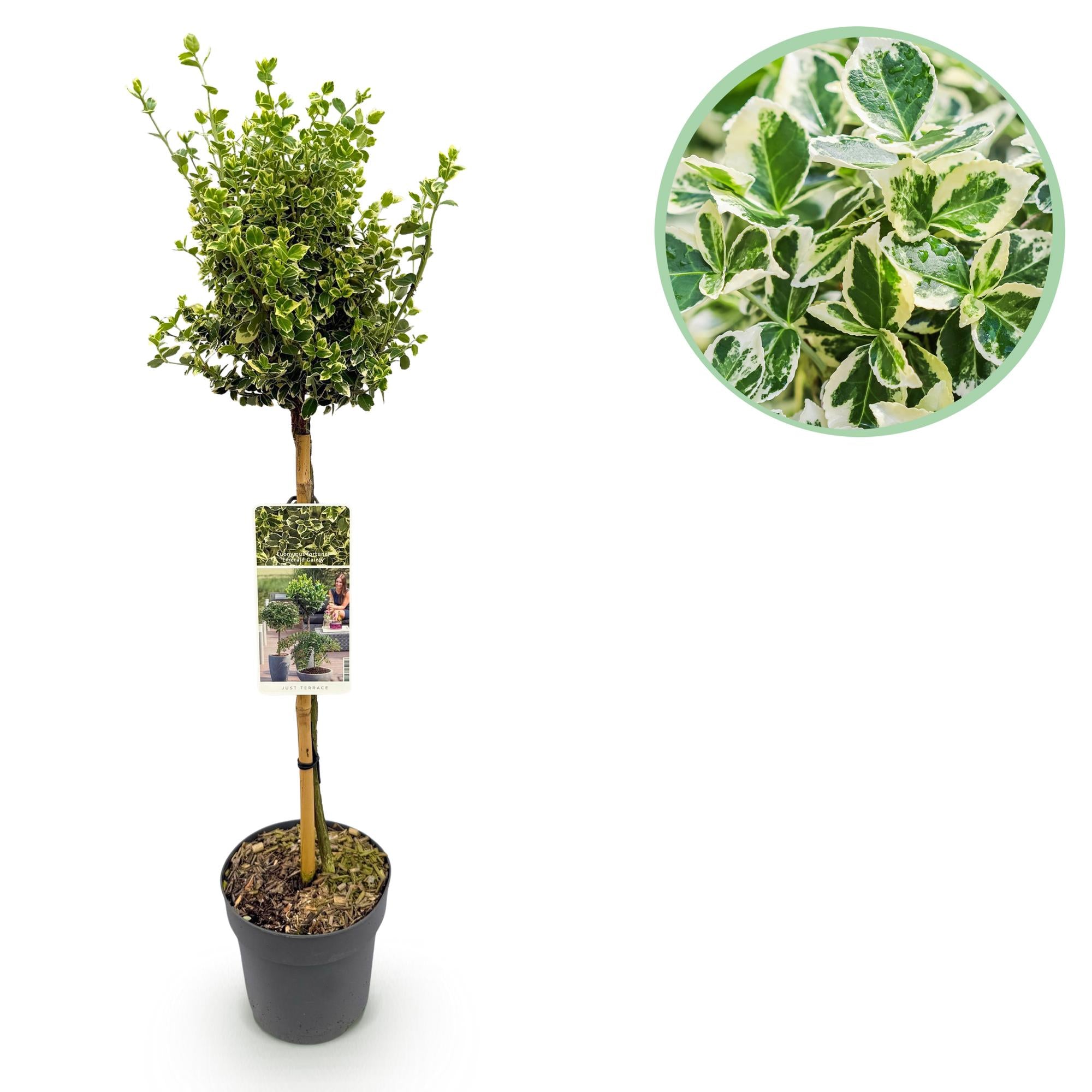 Euonymus fortunei Emerald Gaiety -Terras Plant - Bladhoudend - Winterhard - Groen-Grijs Blad - Pot 19cm Hoogte 90cm
