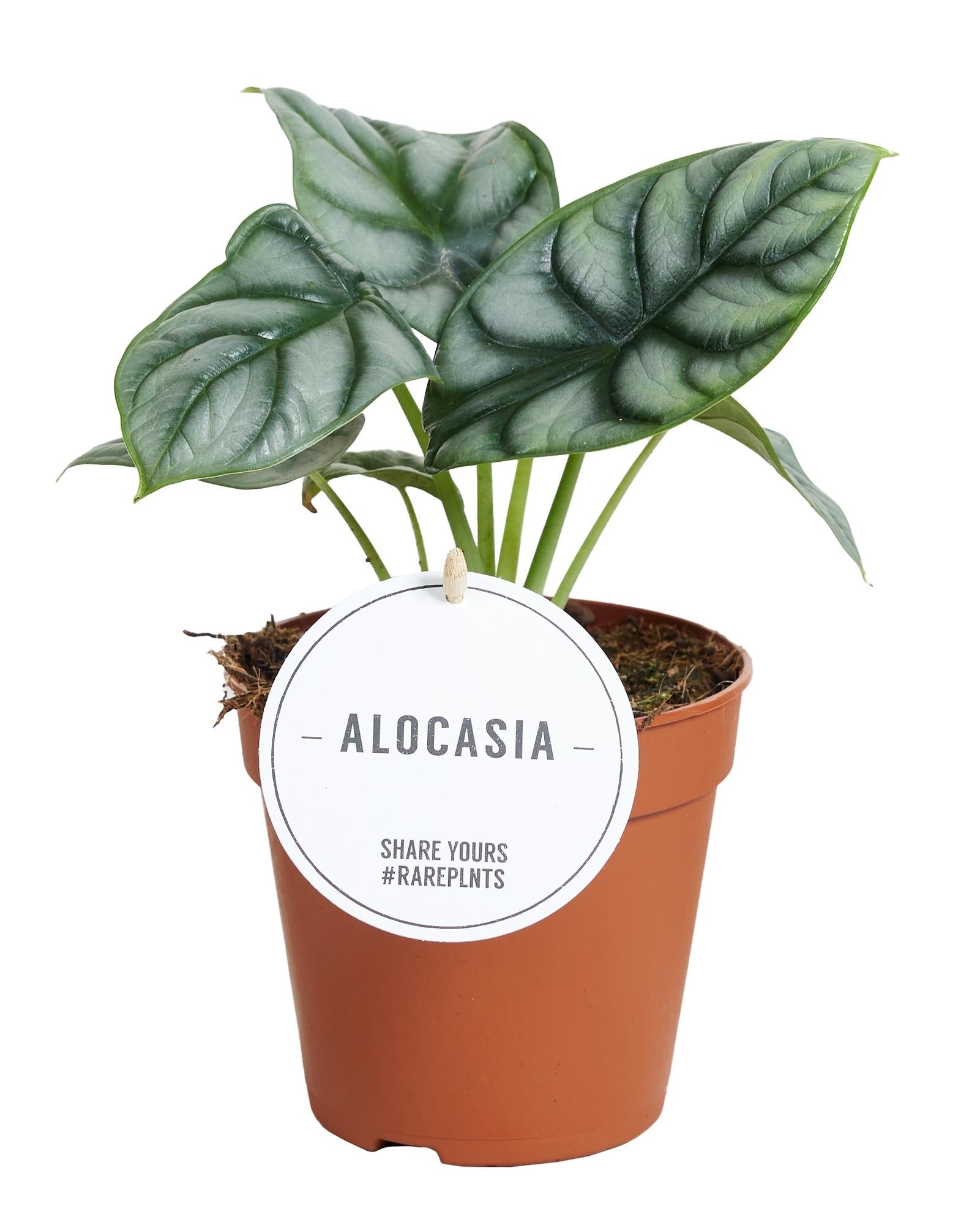 Alocasia Drago d'Argento - Ø12cm - ↕25cm