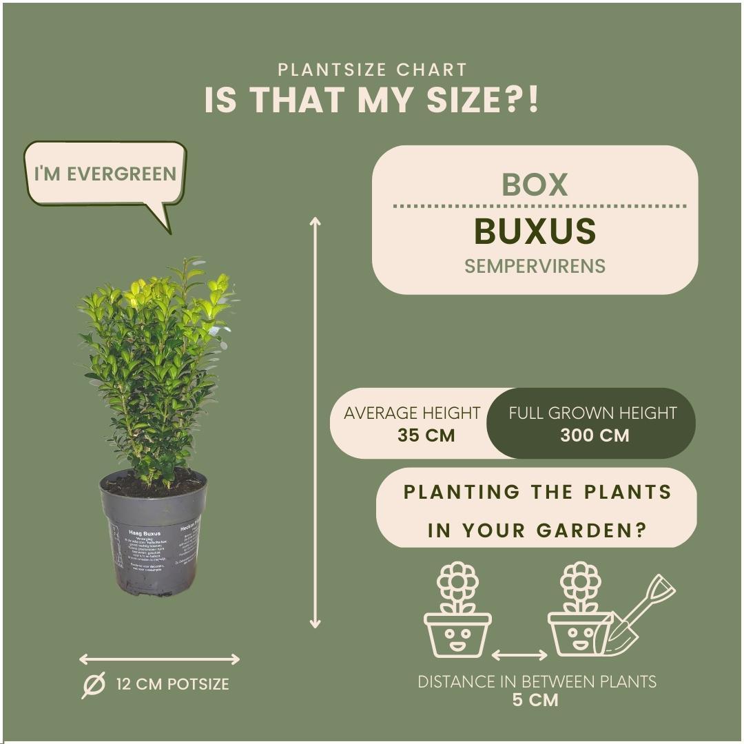 Buxus Sempervirens haag 1 meter - ↨ 20 cm - 6 x Ø 12 cm