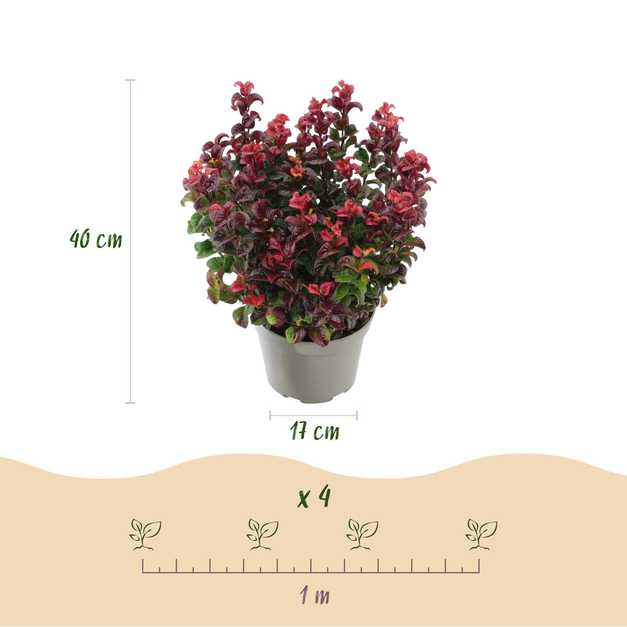 Leucothoe Curly Red - Rood - 1 Plant -  Groenblijvend - Weinig Onderhoud - Pot 17cm Hoogte 40cm