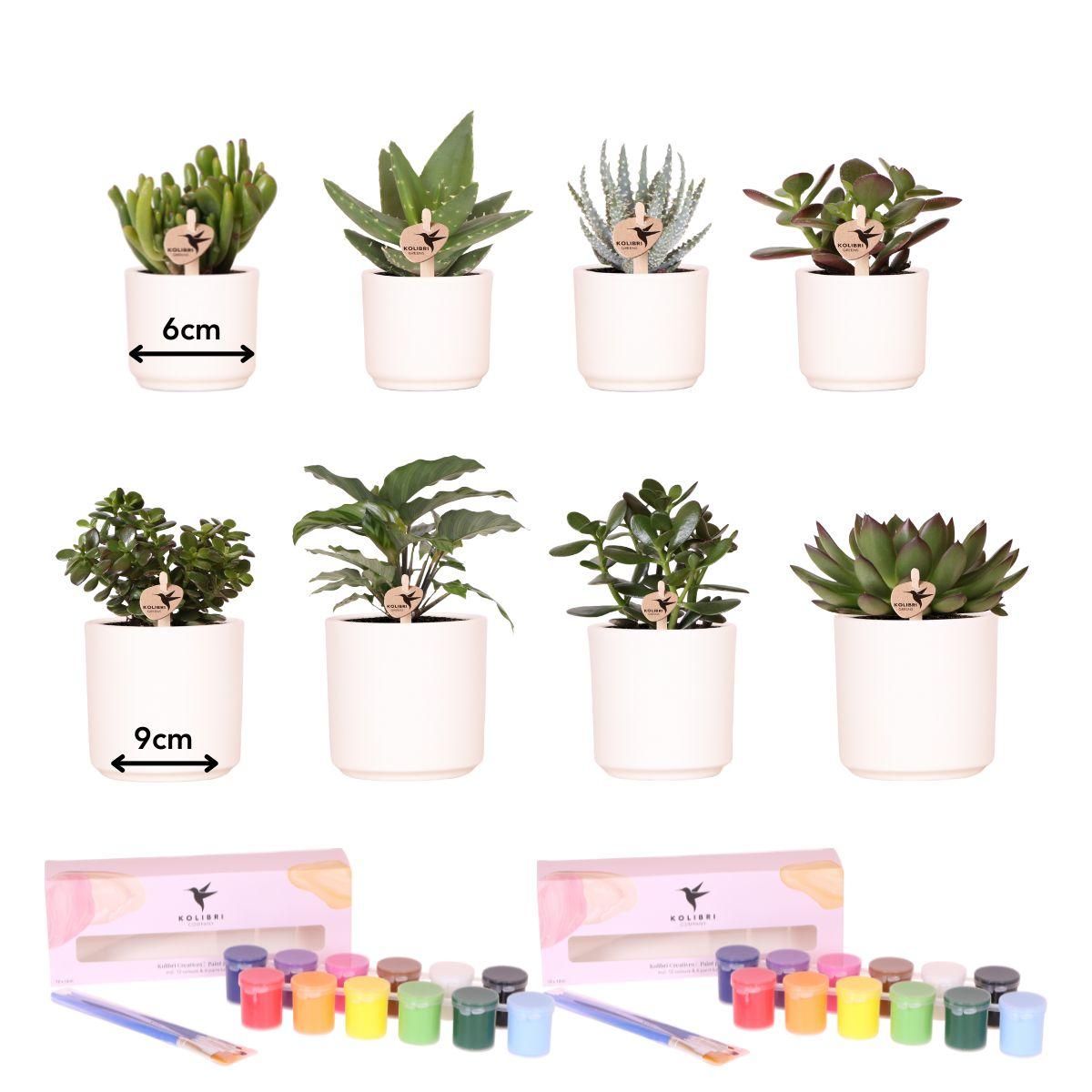 Kolibri Creatives | Kit de pintura para 8 vasos de flores + suculentas | para pelo menos 4 pessoas | Visionário criativo
