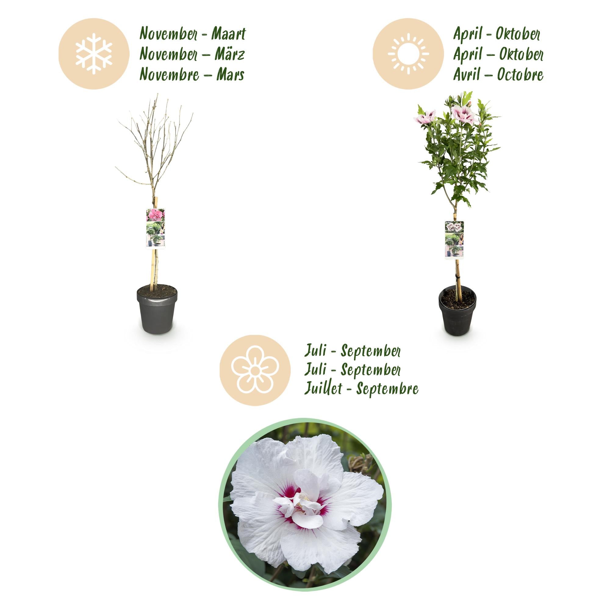 GreenboutiQ – Plante sur Tige – Hibiscus syriacus Starburst Chiffon® – Plante de Terrasse – Feuilles Caduques – Resistent im Winter – Fleur Blanc-Rose – Topf 19 cm oder 90 cm