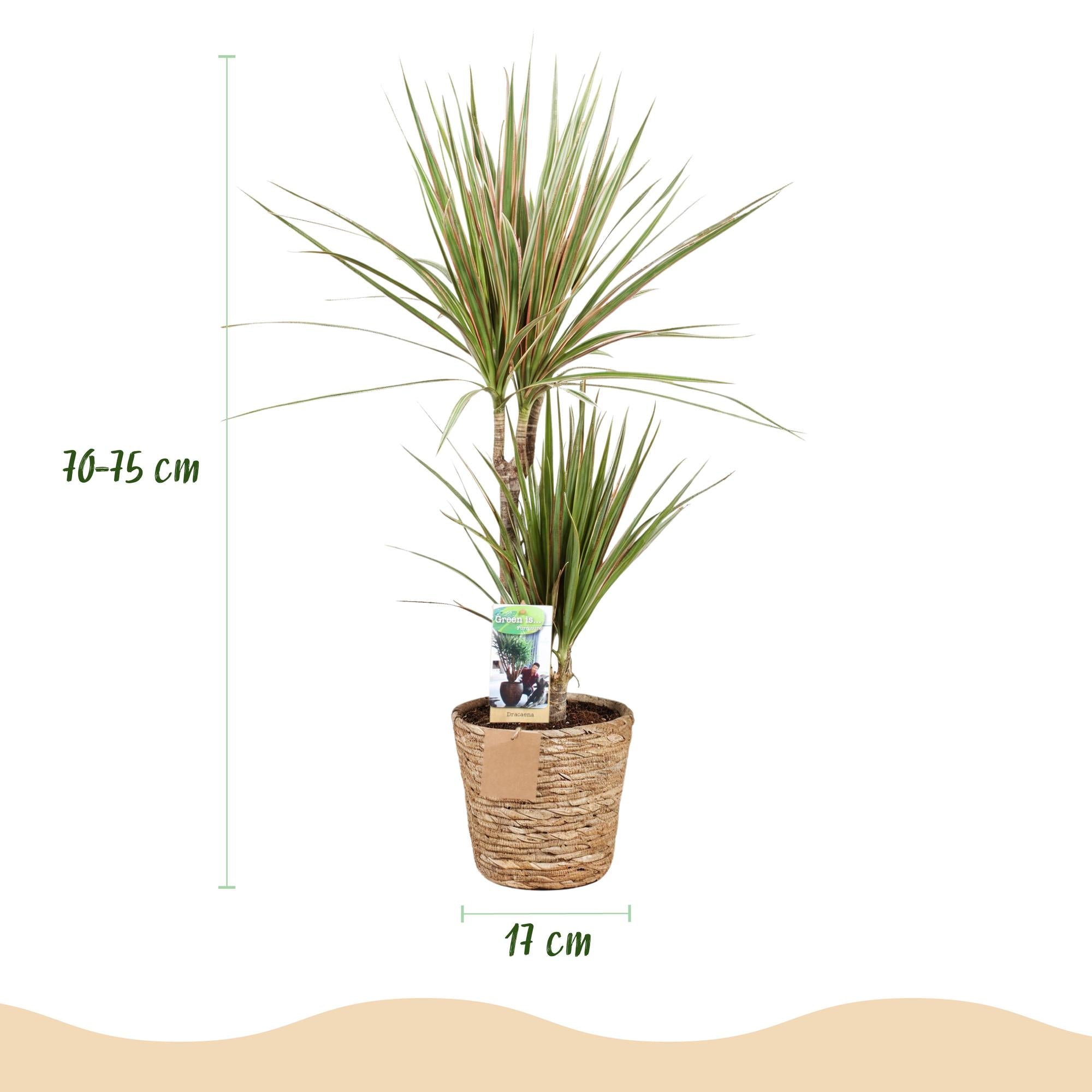 Dracaena Marginata Bicolor - Drakenbloedboom - Weinig onderhoud - met mand - Groen - 1 Plant - Pot 17cm - Hoogte 70-75cm