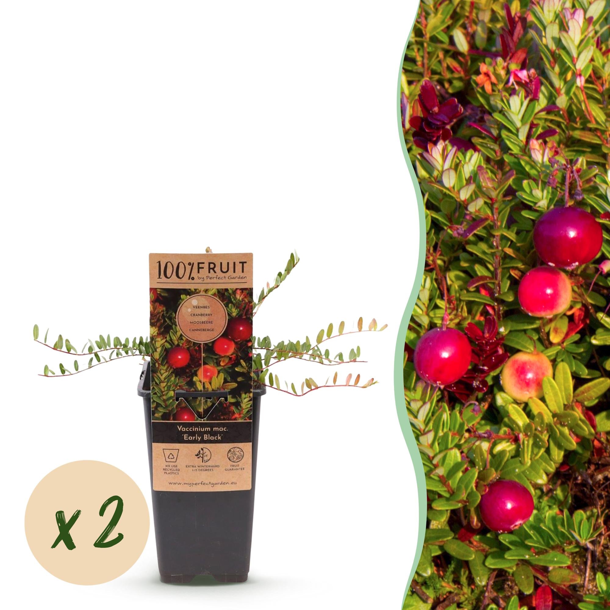 Vaccinium mac. Early Black - Cranberry - Winterhard - Blauwe Bes - 2 Planten - Pot 15cm - Hoogte 50cm