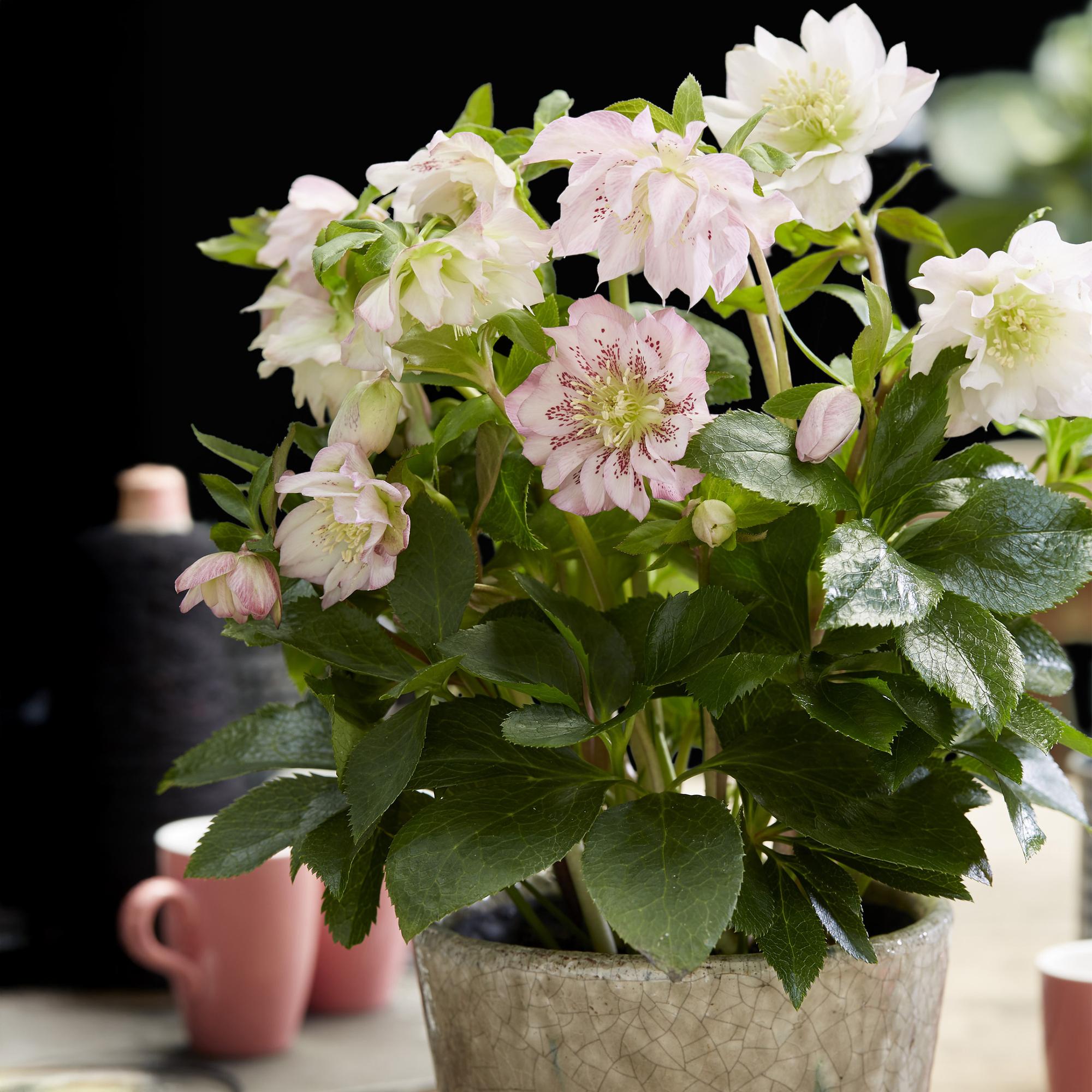 Lenten Rose - Helleborus orientalis Double Ellen Pink - Roze Bloem -1 Plant - Groenblijvend - Pot 14cm Hoogte 35cm