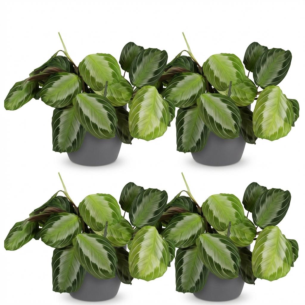 Maranta Fascinator Silverband - Gebedsplant - Huisdiervriendelijke Plant - Groen - 4 Planten - met Potter Grijs - Pot 12cm - Hoogte 25cm